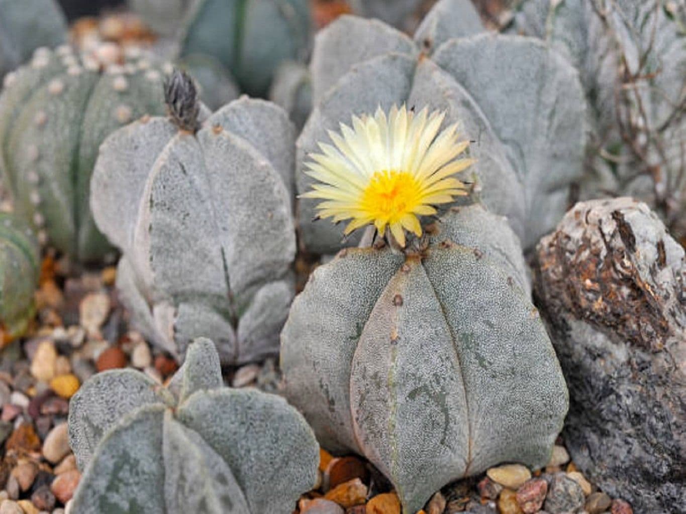 Cactus Bonnet d'Évêque — Une étoile à cinq côtes, sans une seule épine, poudrée de blanc comme si on l'avait saupoudrée de farine.