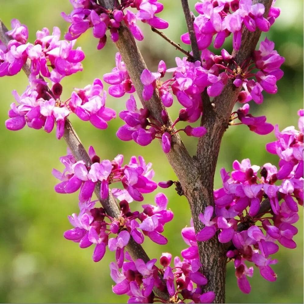 Arbre de Judée — Pink flowers emerge straight from the trunk and old branches, before a single leaf: a phenomenon called cauliflory.