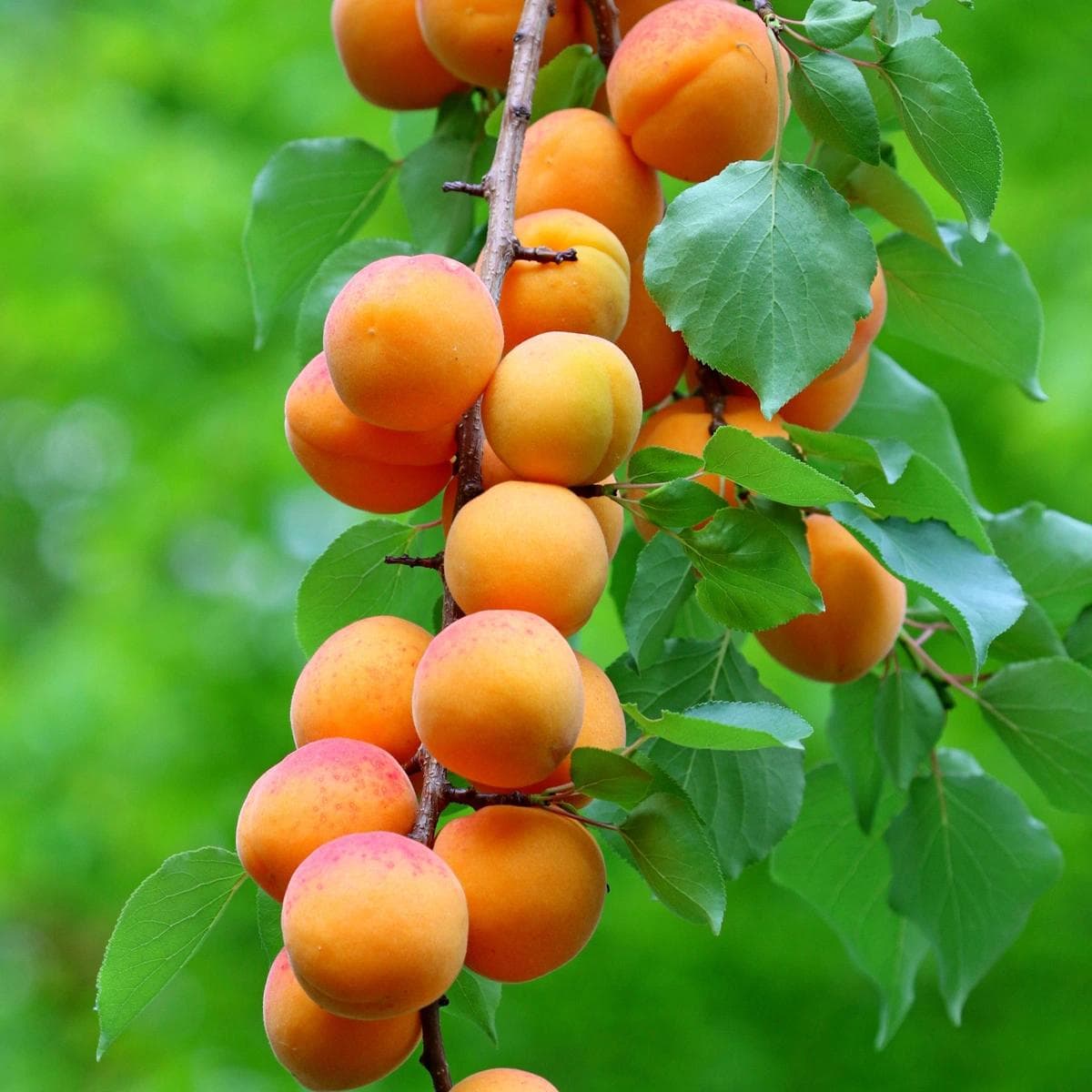 Abricotier — With its early pale-pink blossom and velvety orange fruit, the Apricot offers one of the most awaited harvests of early