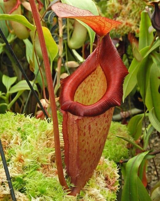 Népenthès Rajah — The largest known carnivorous plant: its crimson pitchers hold up to three litres of digestive fluid on the slopes of Mo