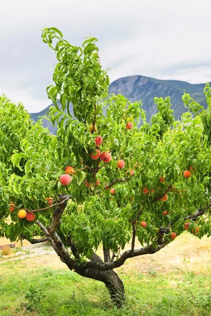 Pêcher — With vivid pink flowers that appear before the leaves and velvety, sun-drenched fruit, the Peach tree is the emblem of M