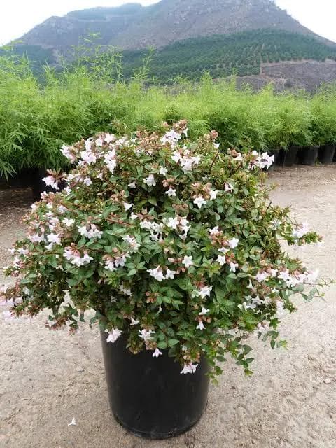 Abelia Grandiflora — Small fragrant white bells from June to frost, over glossy foliage with bronze highlights.