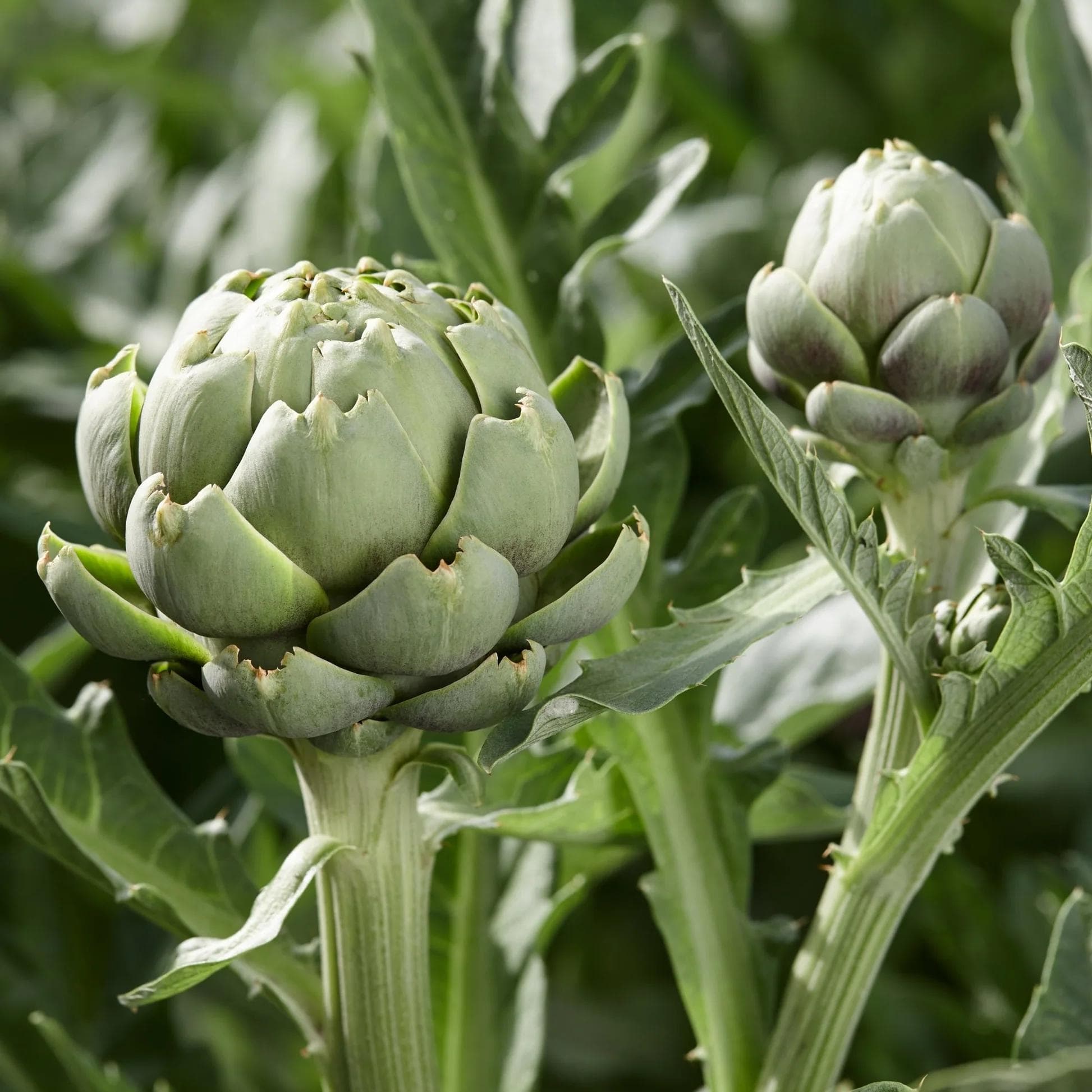 Artichaut — Avec son feuillage argenté profondément découpé et ses capitules charnus récoltés avant floraison, l'Artichaut est aussi