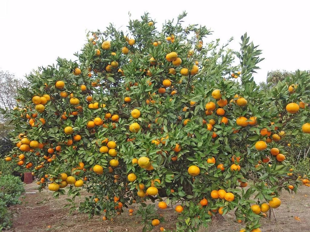 Mandarinier — The most fragrant citrus: white blossom in spring, easy-peel fruit in December, and a sensitivity to chalky soil to watc