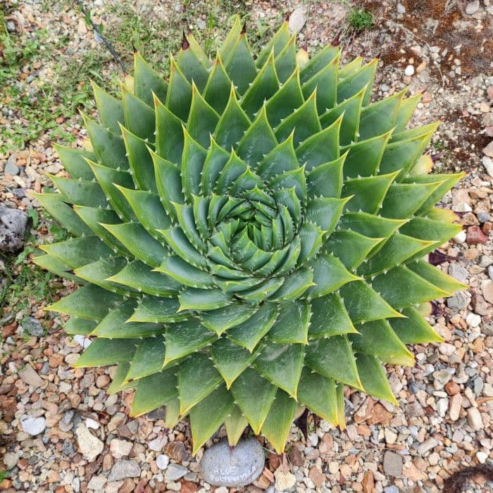 Aloès Spiralé — Five ranks of leaves coiled into a flawless spiral, drawn across the snow-covered slopes of Lesotho above two thousand m