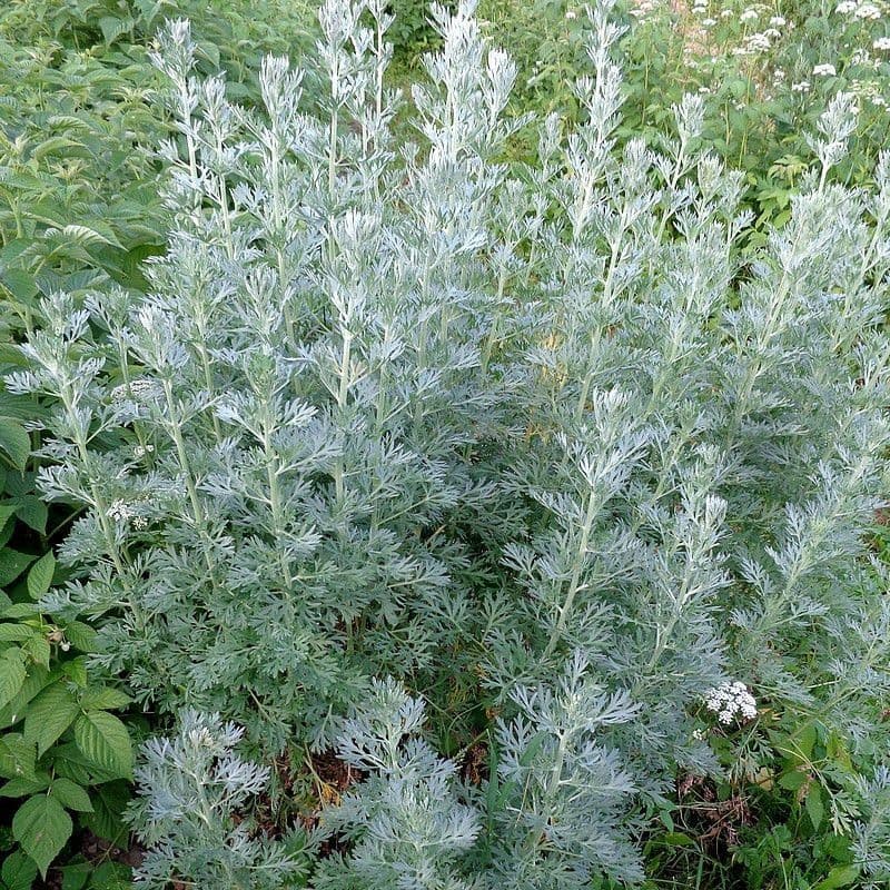 Absinthe — Finely cut silver foliage of extreme bitterness — the most bitter plant in European gardens.