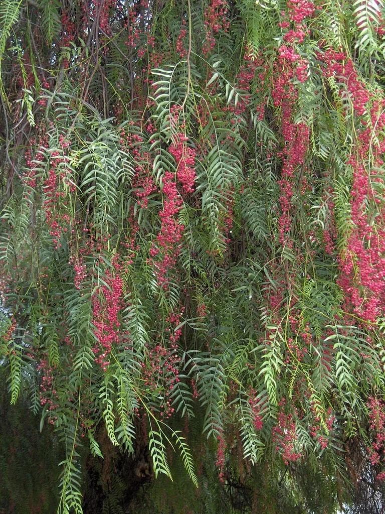 Faux Poivrier — Weeping willow-like foliage and clusters of pink berries that scent your hand when crushed.
