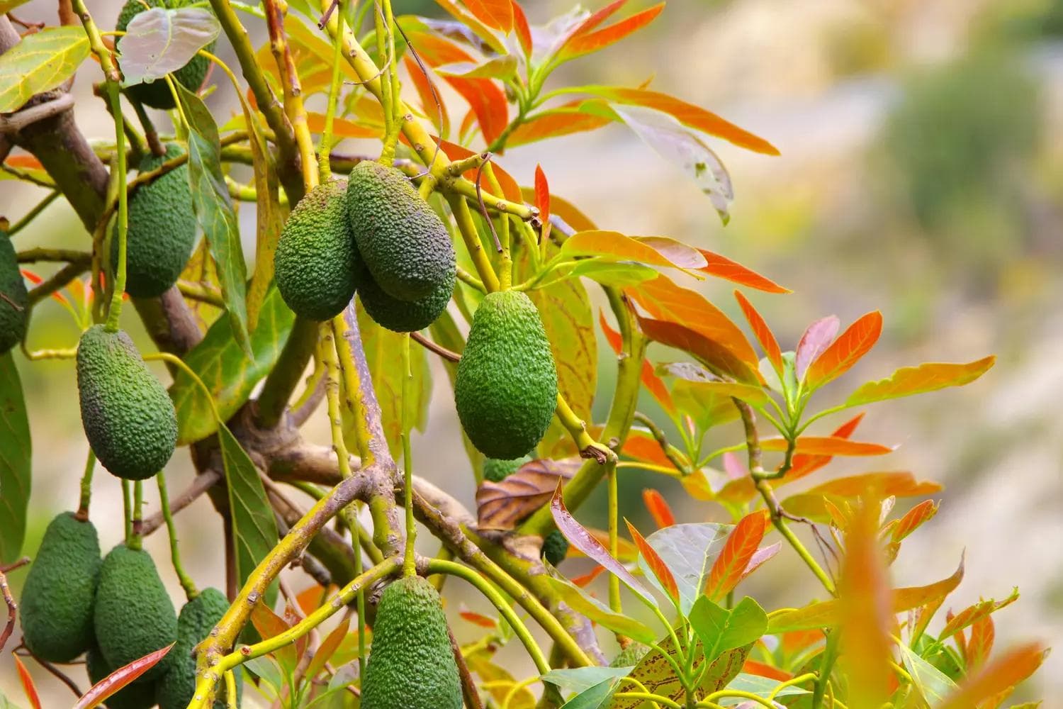 Avocatier