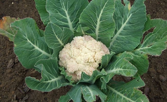 Chou — Cabbage, broccoli, cauliflower, Brussels sprouts, kohlrabi: a single wild species behind all of them.