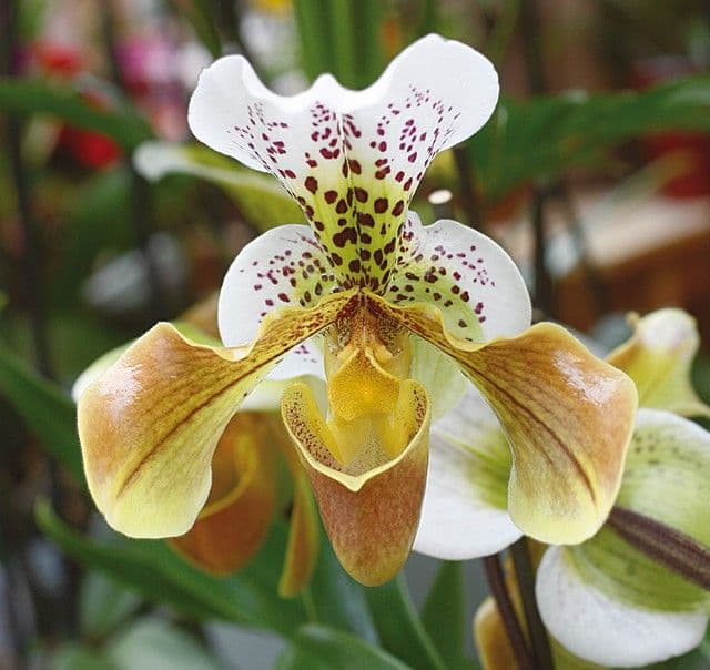 Sabot de Vénus — Europe's most strictly protected wild orchid: a lacquered yellow slipper that traps pollinators and takes ten years to f