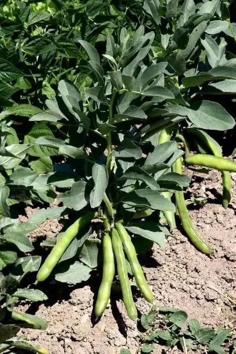 Fève — With its upright stems and fleshy pods full of tender seeds, the Broad Bean is the winter vegetable par excellence of th