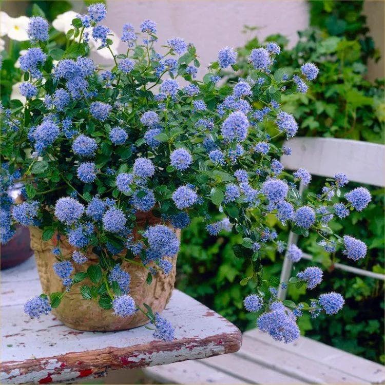 Ceanothus Thyrsiflorus — With clouds of intense blue flowers in spring over glossy evergreen foliage, the California Lilac is an azure explosion.