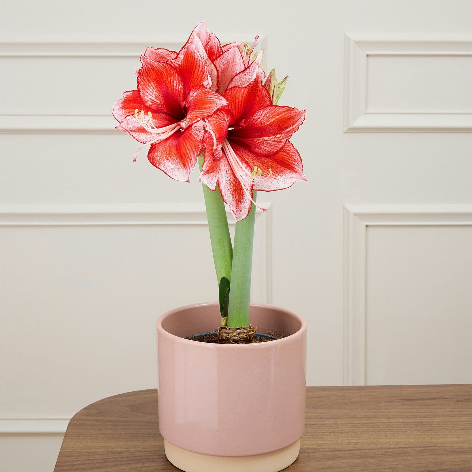 Amaryllis
