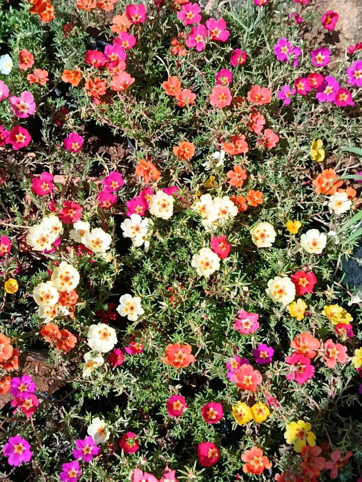 Pourpier ورد الصباح — Le Pourpier est une plante annuelle très florifère et facile à entretenir. Il apprécie particulièrement le plein soleil