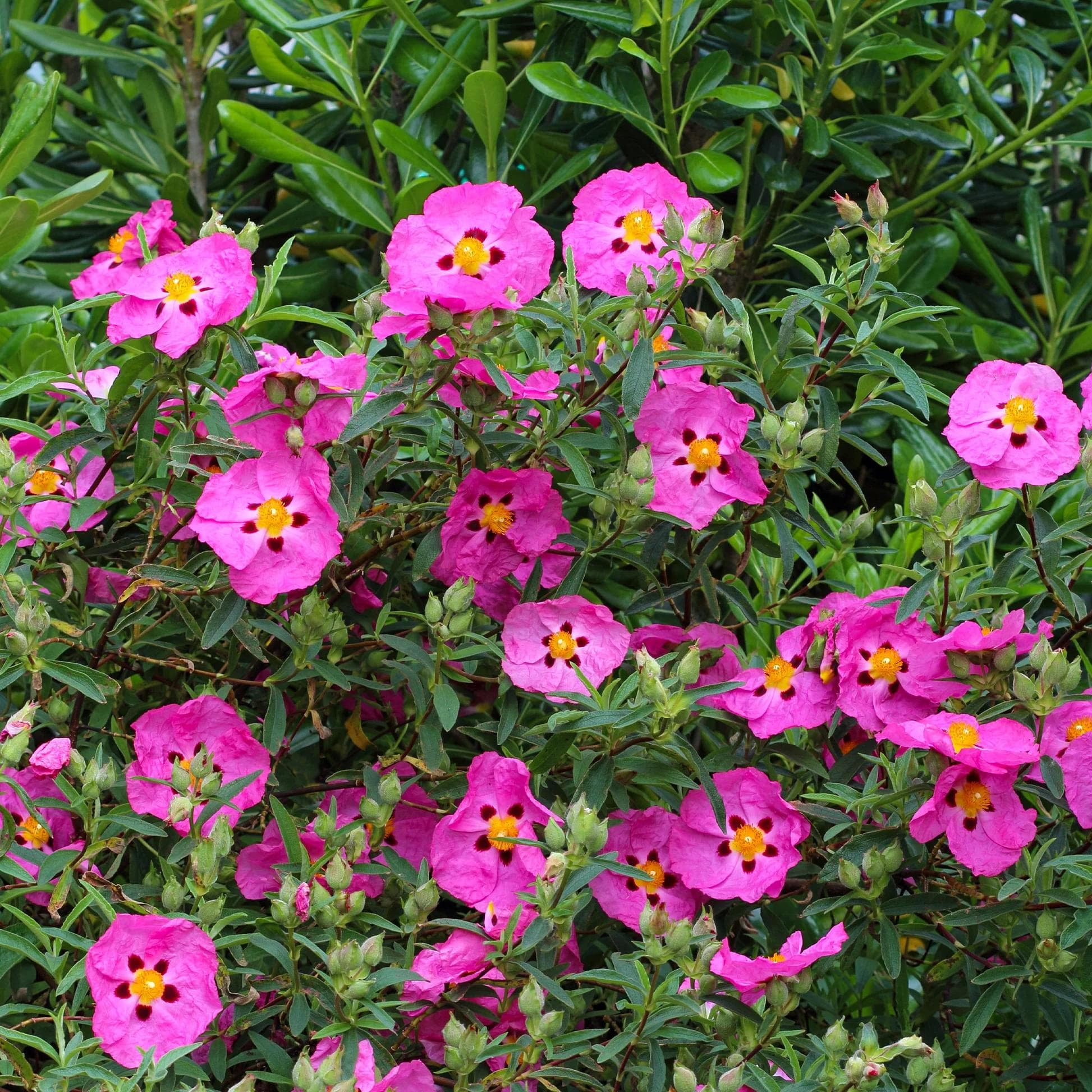 Cistus Purpureus — Crumpled-paper flowers of purplish pink spotted with brown, ephemeral but renewed every summer morning.