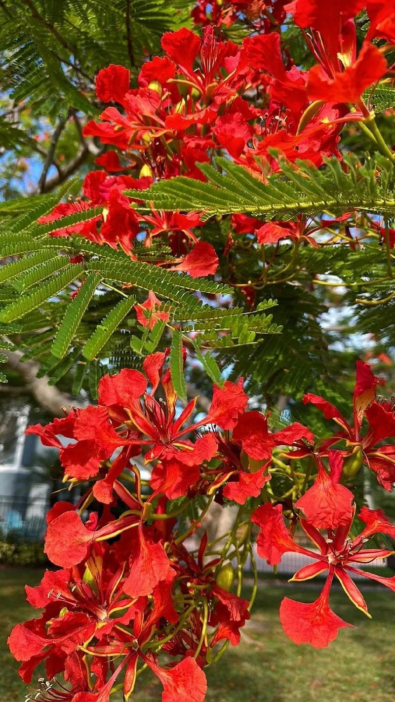 Flamboyant d'Australie — Un arbre qui perd toutes ses feuilles au printemps pour se couvrir entièrement de clochettes écarlates.
