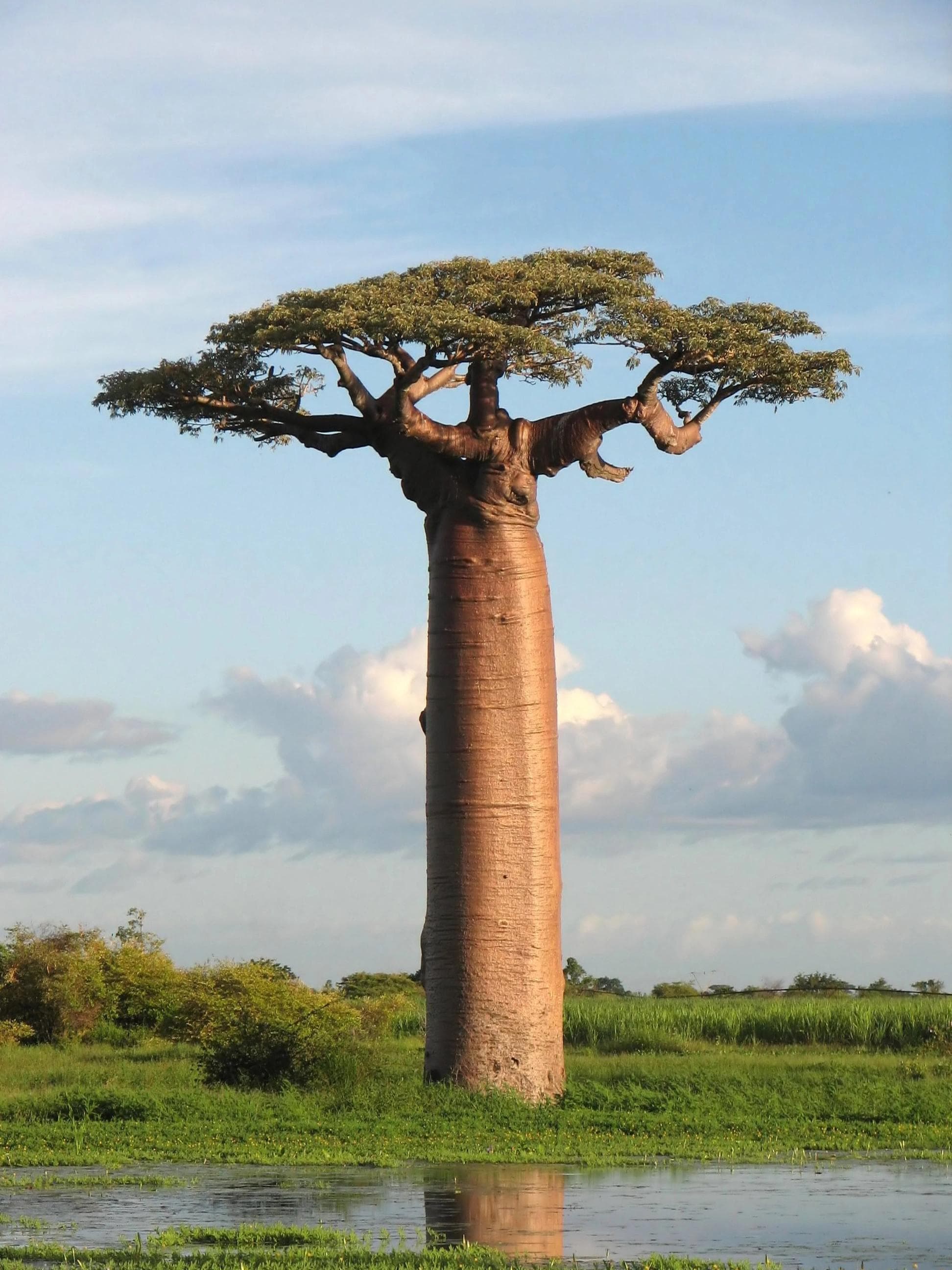 Baobab de Grandidier — The baobab of the Morondava avenue: a silver-grey cylindrical trunk twenty-five metres tall, crowned by a flat plate of