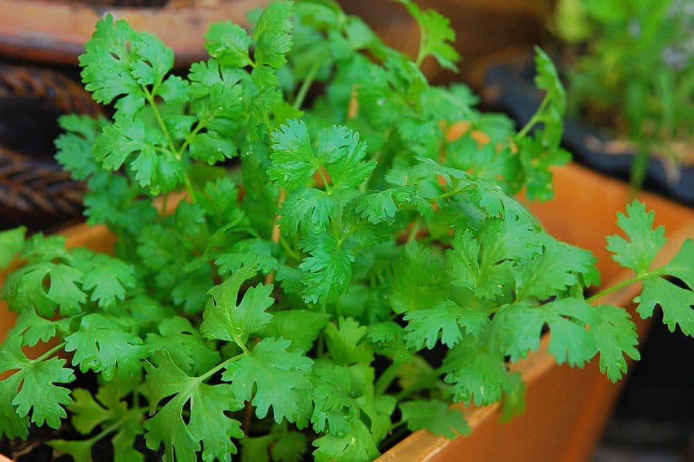 Coriandre — The herb that splits the world in two: citrus perfume for some, soap for others — and it comes down to genes.