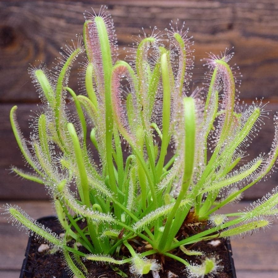 Drosera du Cap — Des feuilles en lanières couvertes de gouttes brillantes qui ne sèchent jamais — et qui se replient sur ce qu'elles attr