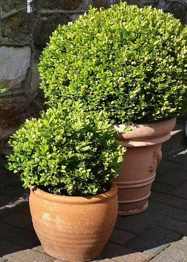 Buis — The plant of formal gardens: wood so dense it sinks in water, and clipping that holds its shape for centuries.