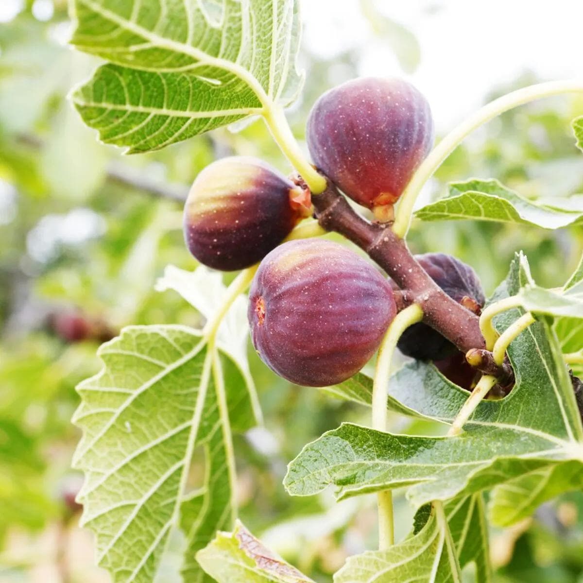 Figuier — With its broad palmate leaves and sweet, honeyed fruit, the Fig Tree is the nourishing tree par excellence of Mediterran