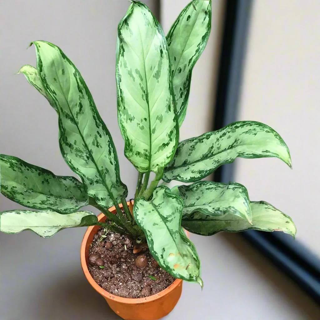 Aglaonema Silver Bay