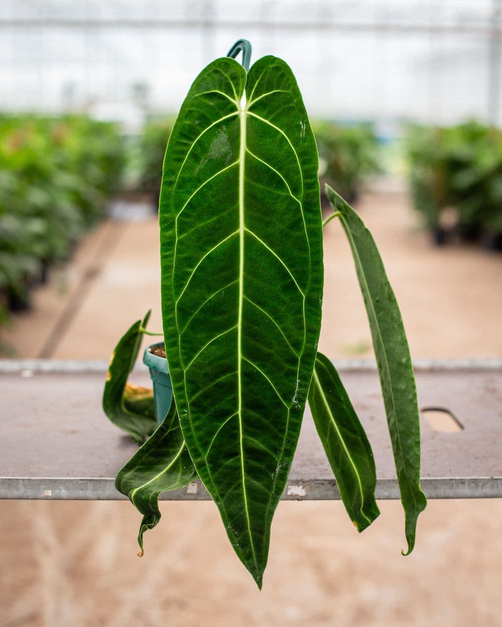 Anthurium Warocqueanum