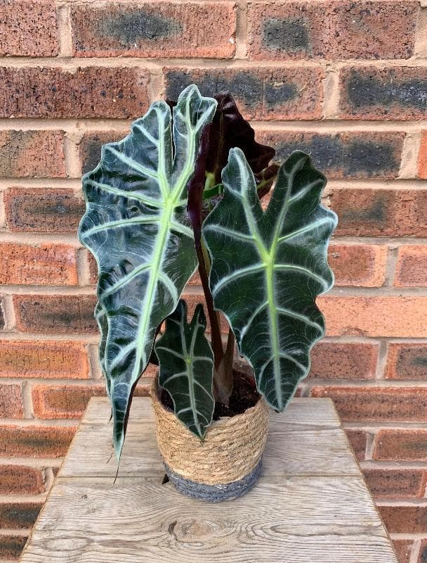 Alocasia Polly — Arrow-shaped leaves of an almost-black green, veined in brilliant white: the Alocasia Polly is a living sculpture.