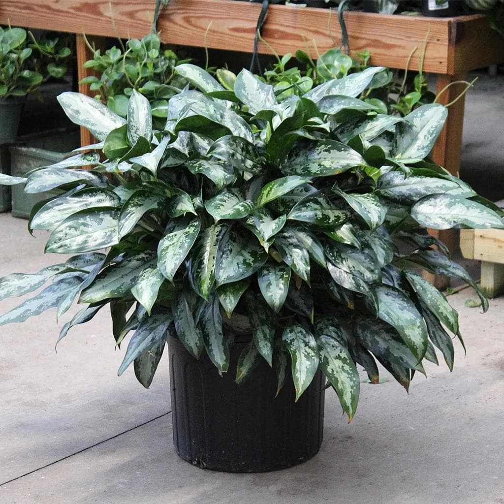 Aglaonema Maria