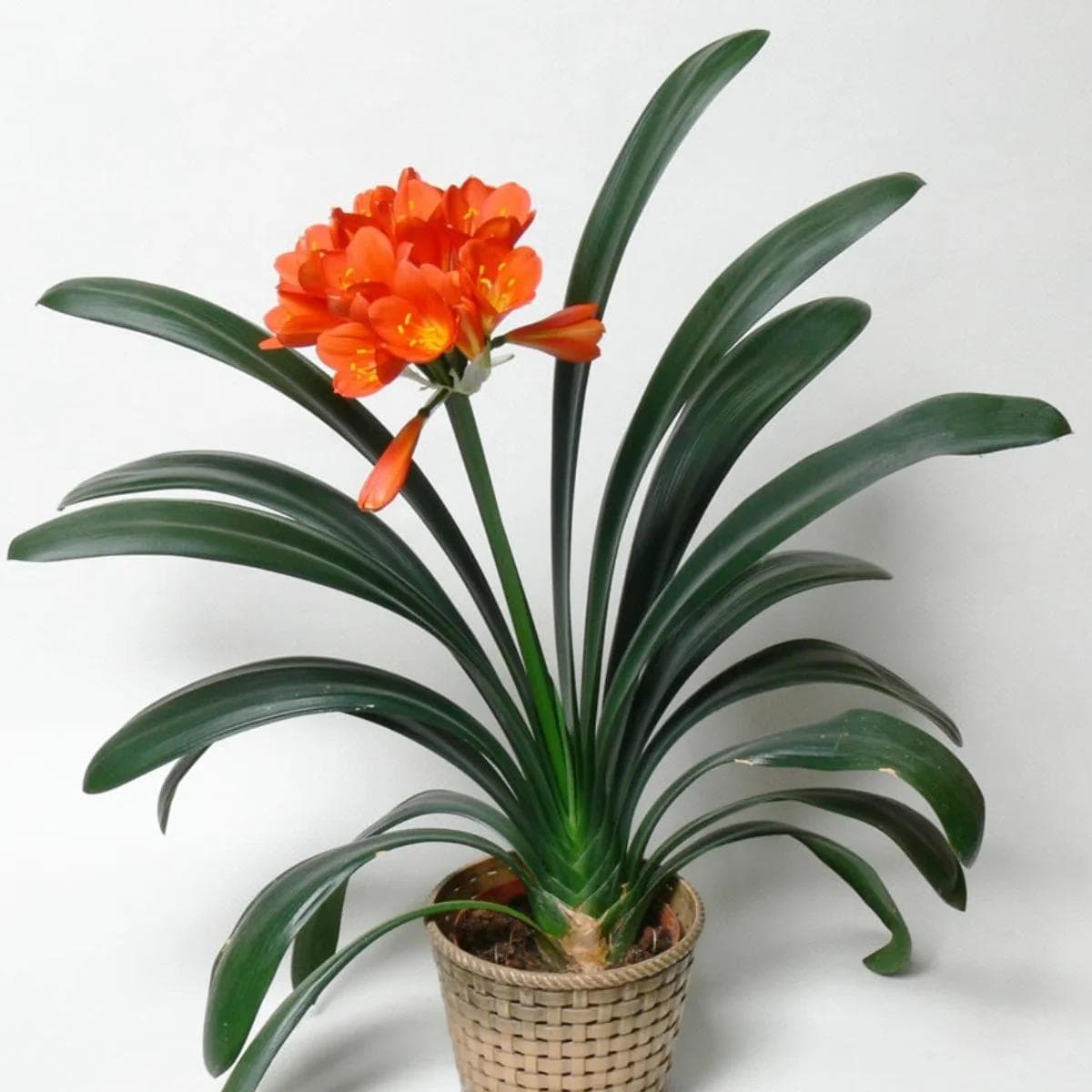 Clivia Miniata — Avec ses ombelles de fleurs orange éclatantes portées au-dessus d'un feuillage vert sombre en éventail, la Clivia est la