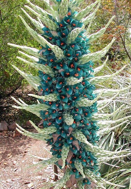 Puya Berteroniana — Metallic turquoise flowers on a two-metre spike: a colour almost unknown in the plant kingdom, born in the Chilean Andes