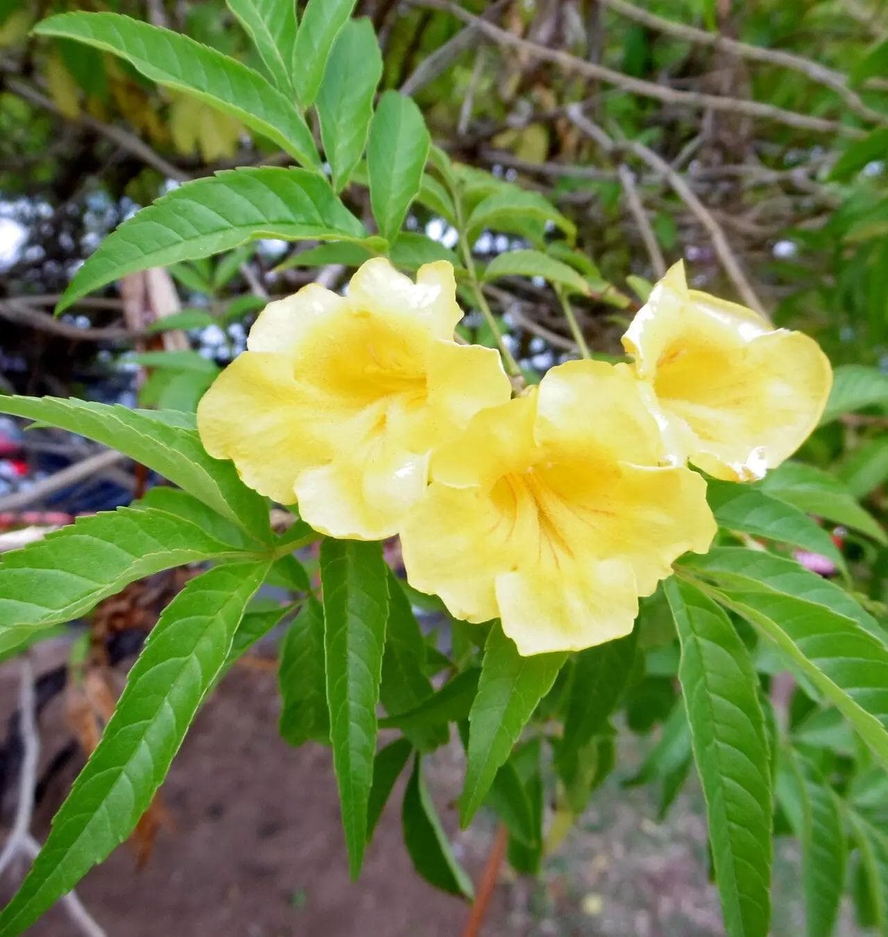 Tecoma Stans — With endlessly renewed clusters of golden trumpet flowers, Tecoma is one of the brightest shrubs for hot climates.