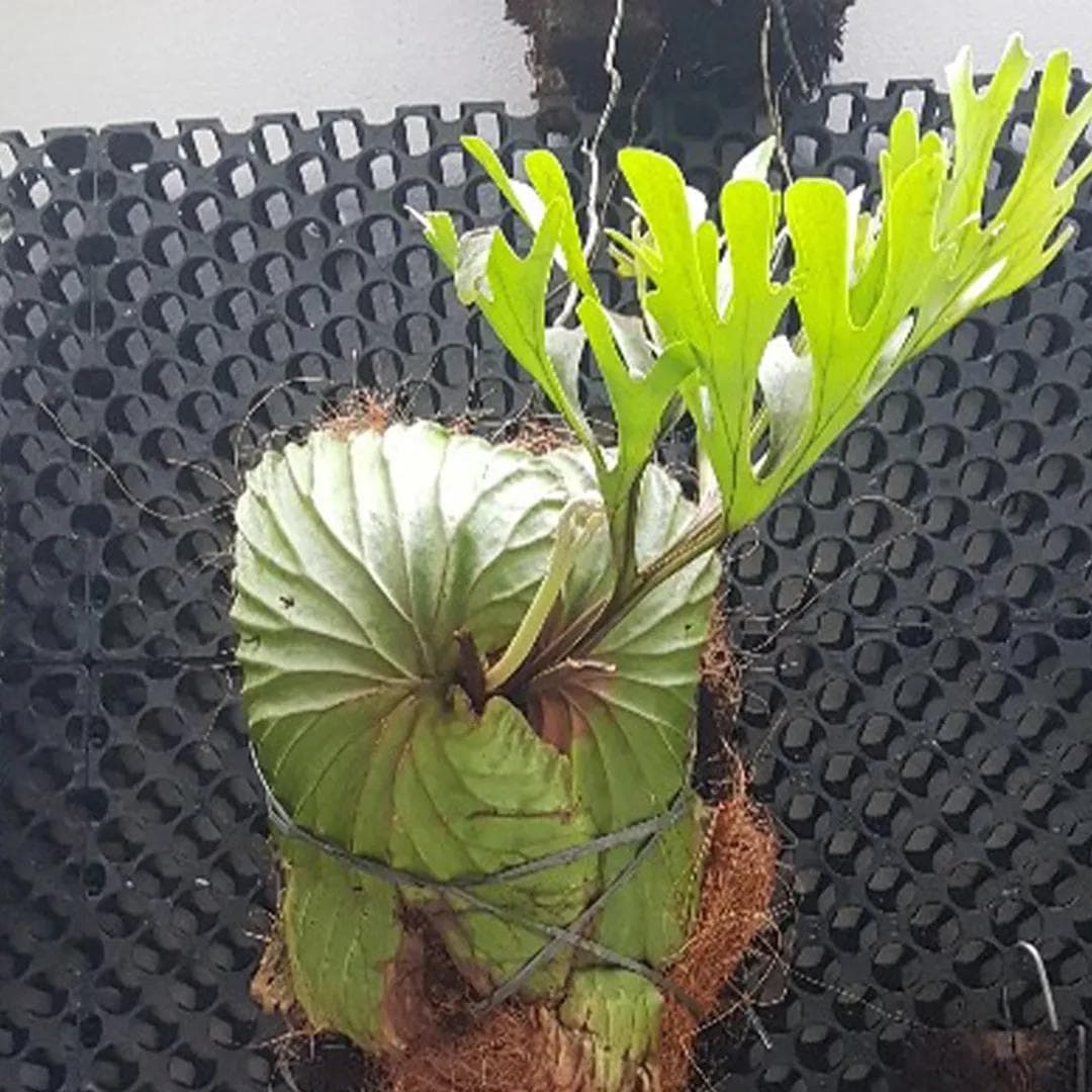Platycerium — A fern that lives on trees, not in soil: two kinds of frond, one a shield, the other a stag's antler.