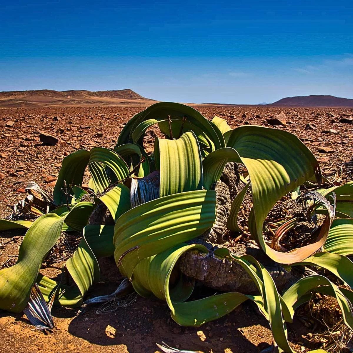 Welwitschia Mirabilis — Avec ses deux uniques feuilles qui poussent sans interruption pendant plus de mille ans, la Welwitschia est le plus étra