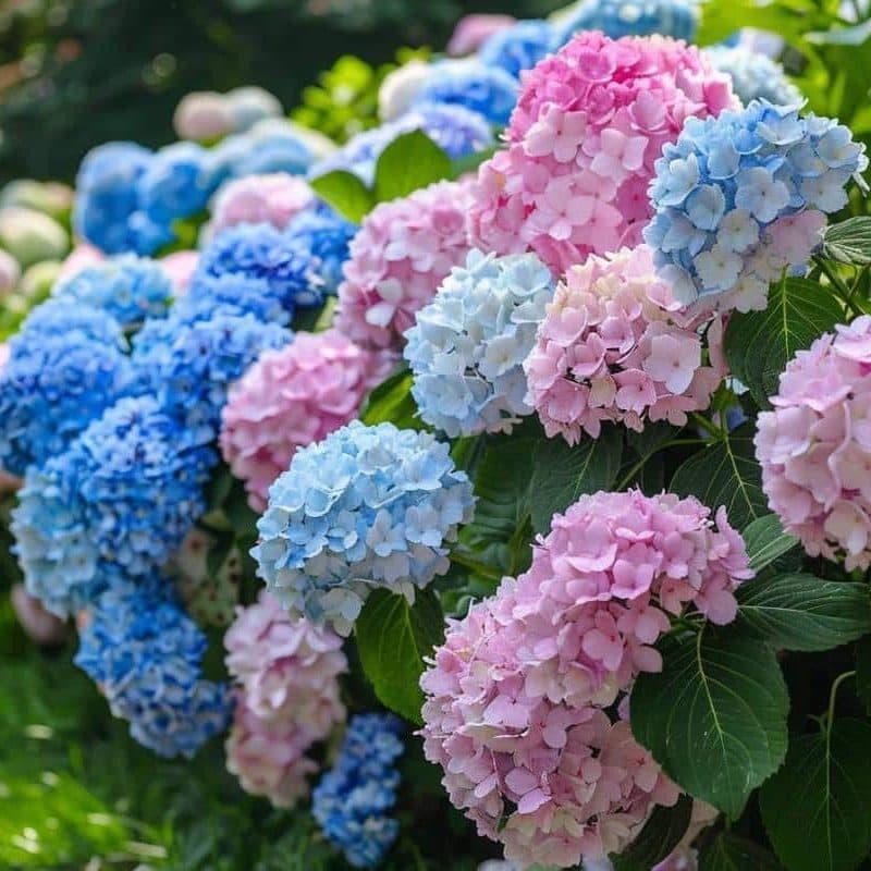 Hortensia — Blue in acid soil, pink in chalk: it is the soil pH, not the variety, that decides the flower colour.